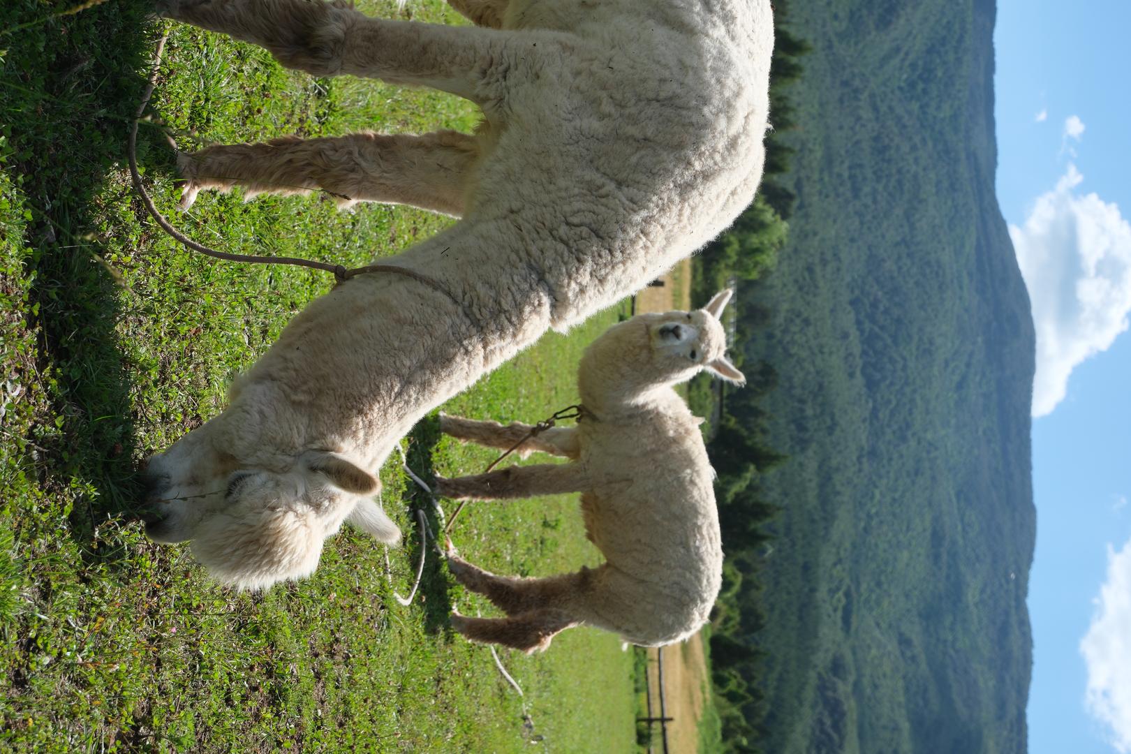 Kodak Gold 200 filter example