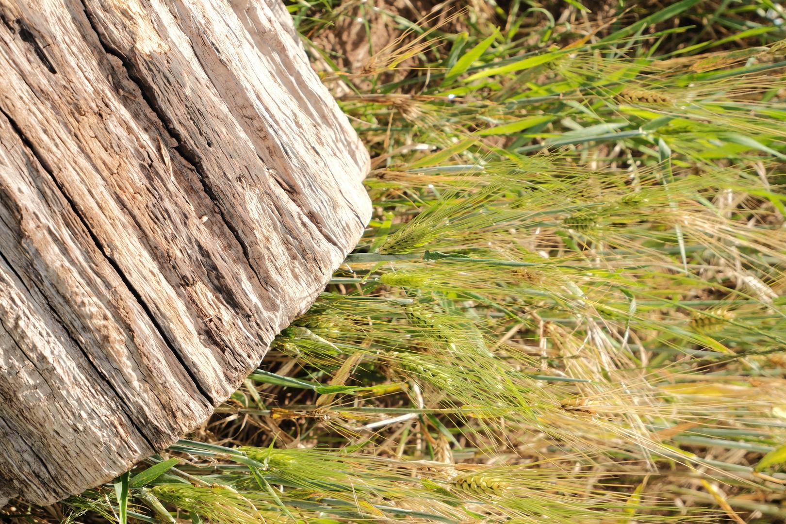 Kodak Gold 200 filter example