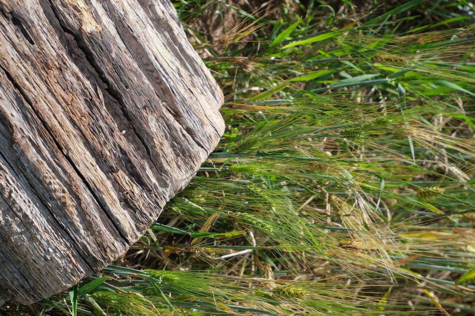 Kodak Gold 200 filter example