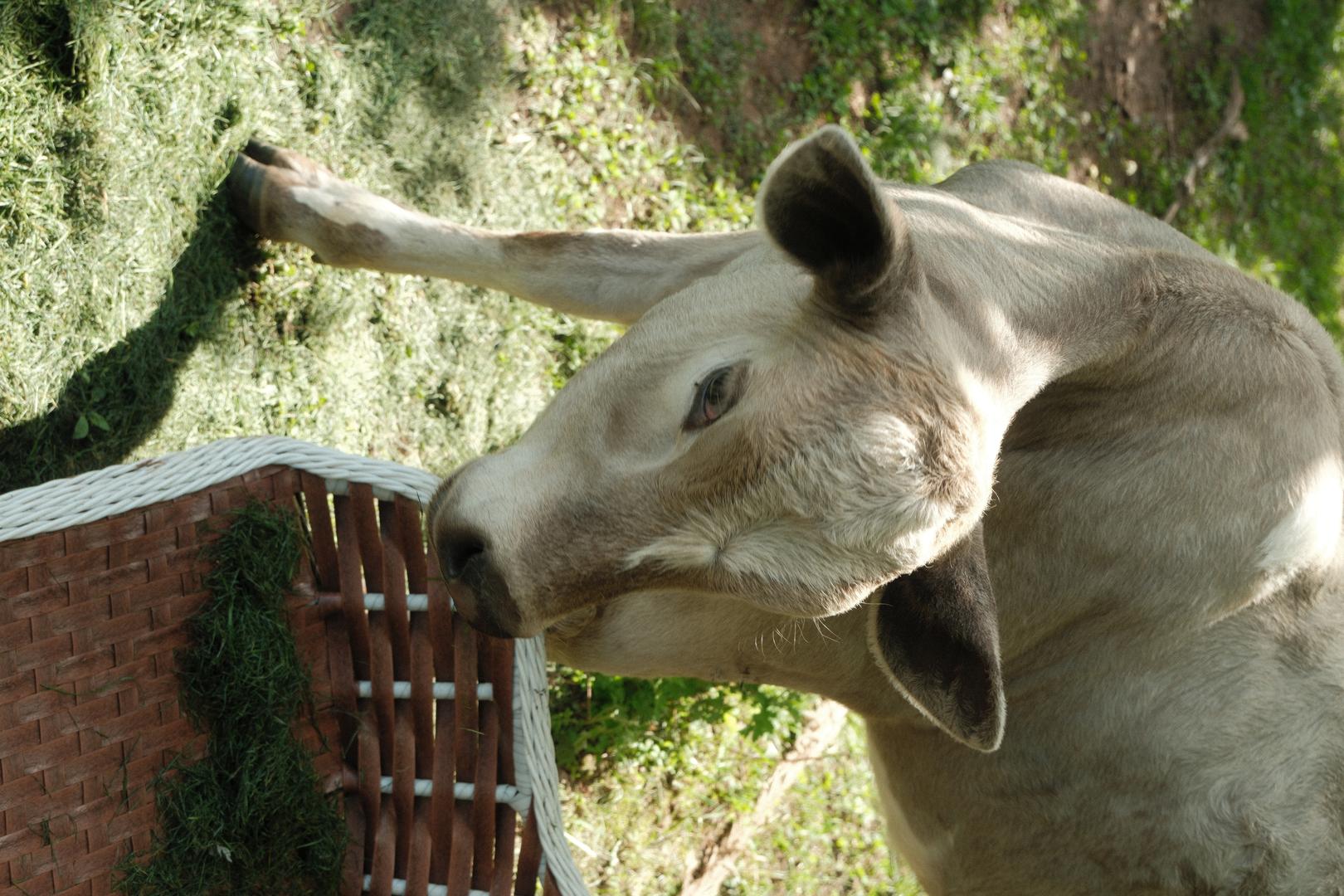 Kodak Film filter example