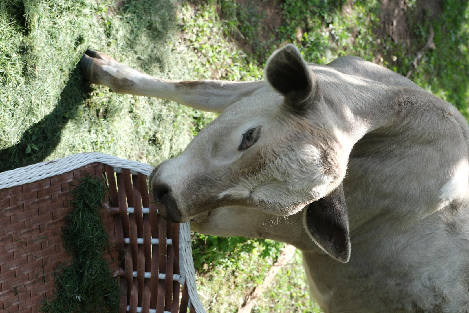 Kodak Film filter example